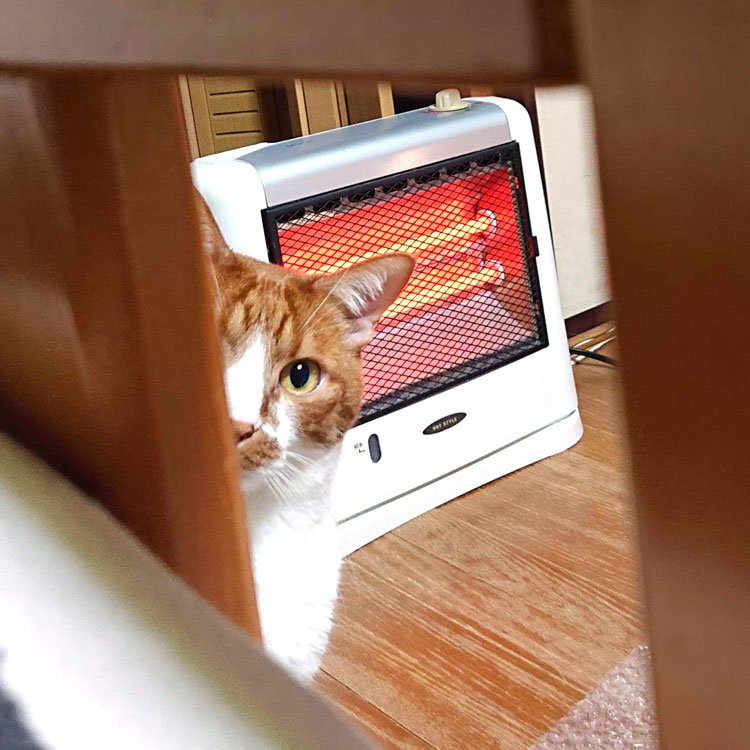 猫　ストーブ