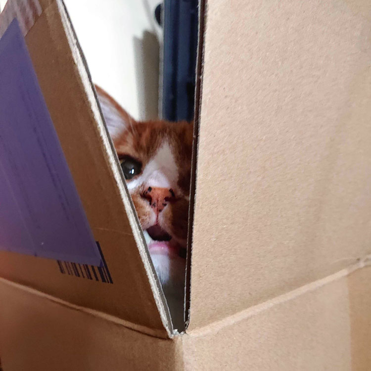 箱入りお猫