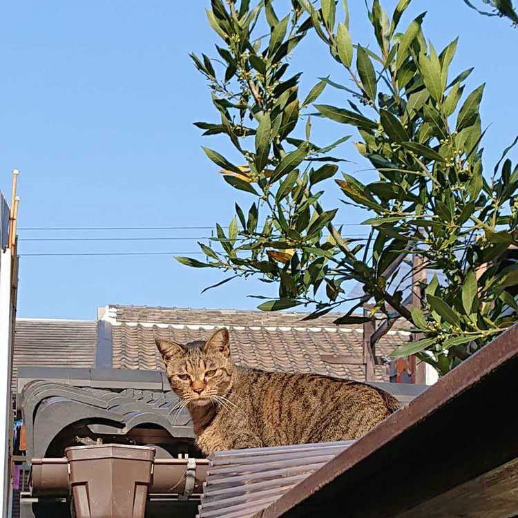 本日の猫様