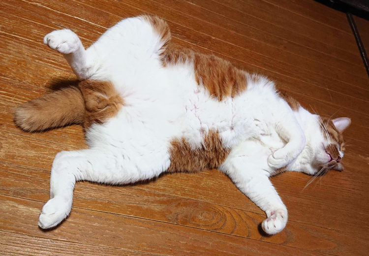 暑いので猫がよく床に落ちています