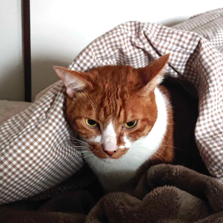 本日の猫様寒い日は布団に引きこもり