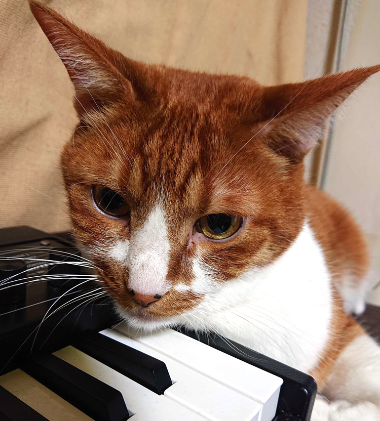 猫様あごをのせるの丁度いい鍵盤